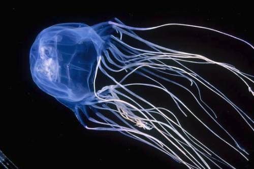 Morska osa - najopasnija meduza na svetu