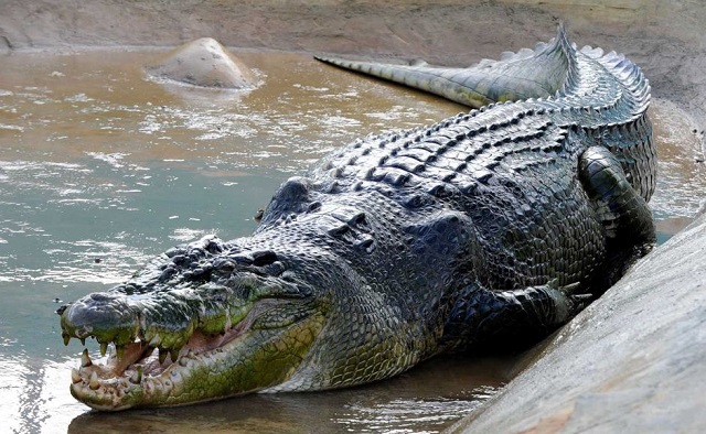 Morski krokodil - zivotinja sa najmocnijim celjustima na svetu