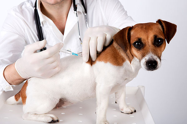 Vakcinacija pasa - saveti i informacije