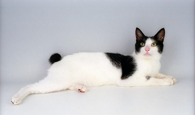 Japanska bobtejl mačka - kratkorepa maca koja donosi sreću