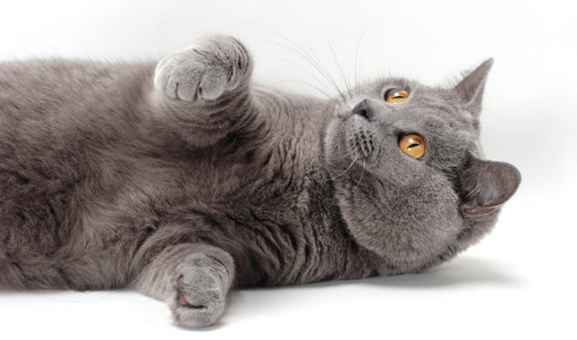 Kartuzijska mačka - prefinjena, inteligentna maca