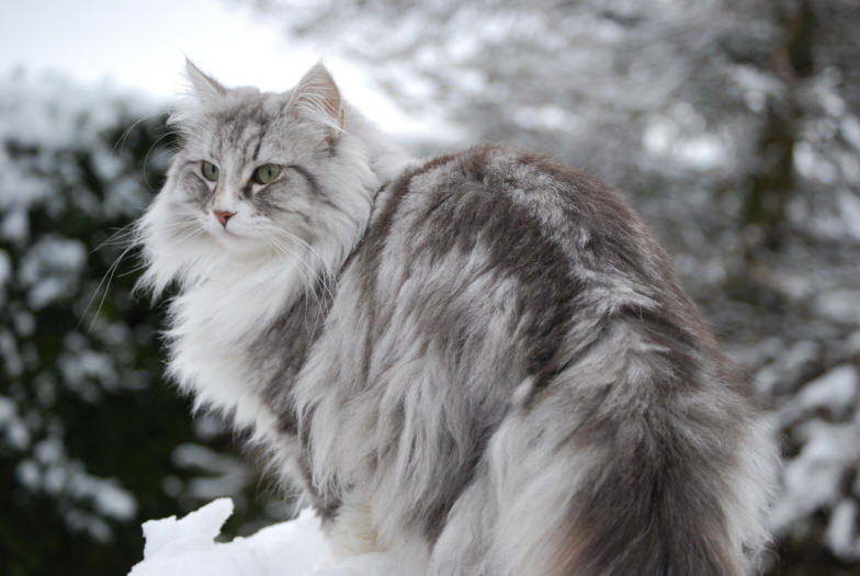 Norveška šumska mačka - bajkovita verna maca