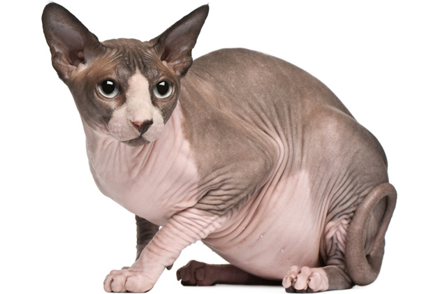 Sfinks mačka - neobična maca bez dlake