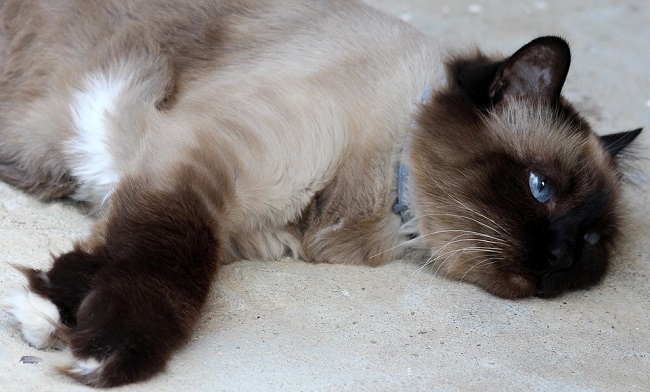 burmanska mačka leži