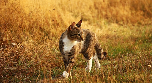 slika domaće mačke u prirodi