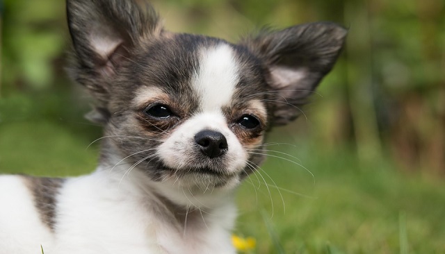 slika malog šteneta čivave